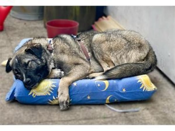 York - wartet in 76228 Karlsruhe