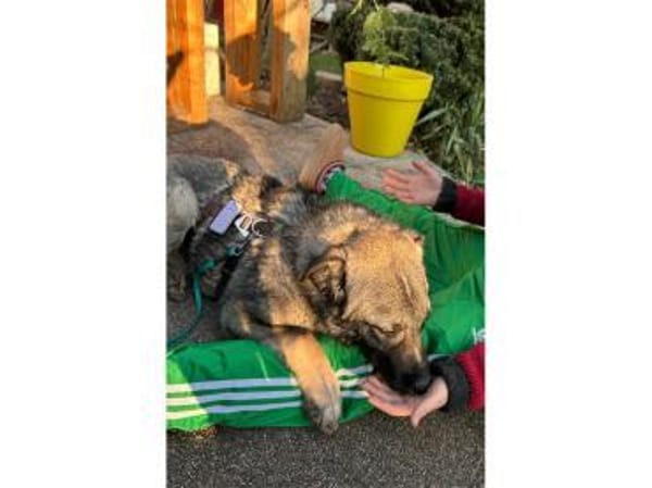 York - wartet in 76228 Karlsruhe