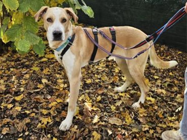 Thanos im Tierheim Sulzbach