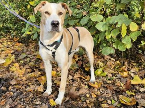 Thanos im Tierheim Sulzbach