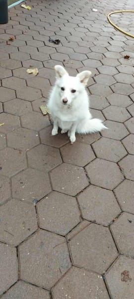 Aysi sucht ihr Für-immer-Zuhause