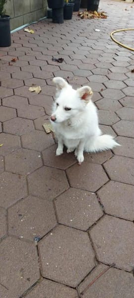 Aysi sucht ihr Für-immer-Zuhause