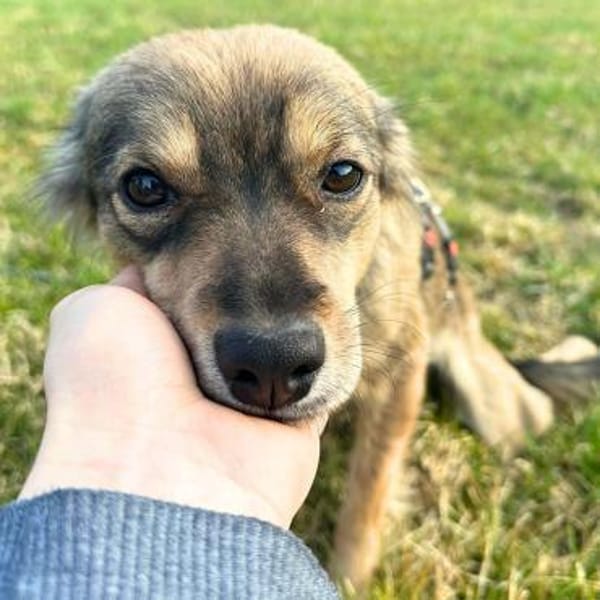 Niabi - ist verschmust