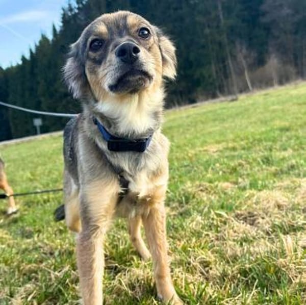 Niabi - ist verschmust