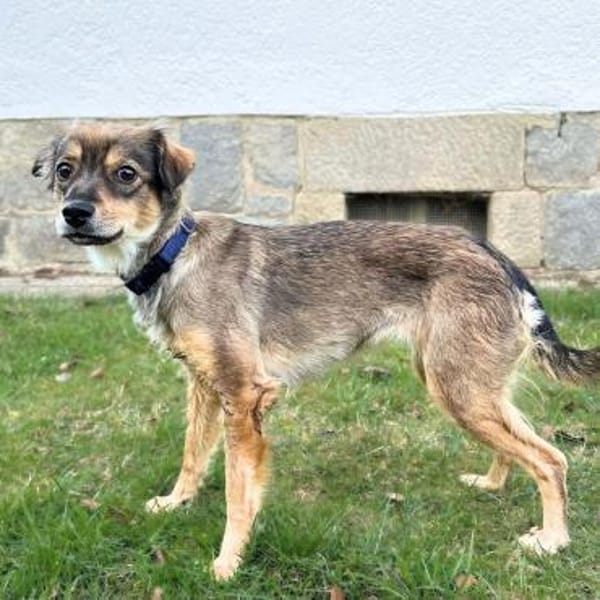 Niabi - ist verschmust