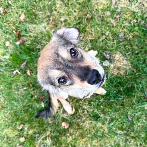 Niabi - ist verschmust