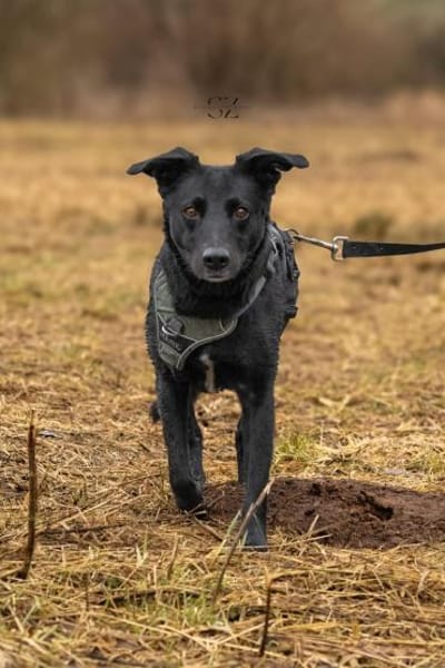 Raja - die Herzensbrecherin 💕