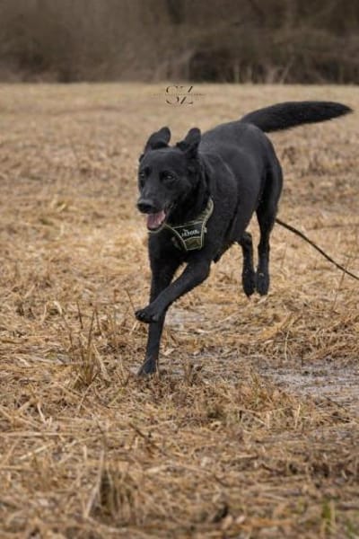 Raja - die Herzensbrecherin 💕