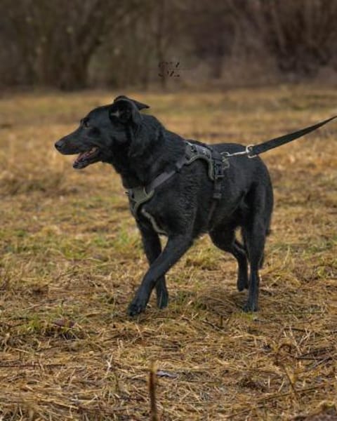 Raja - die Herzensbrecherin 💕