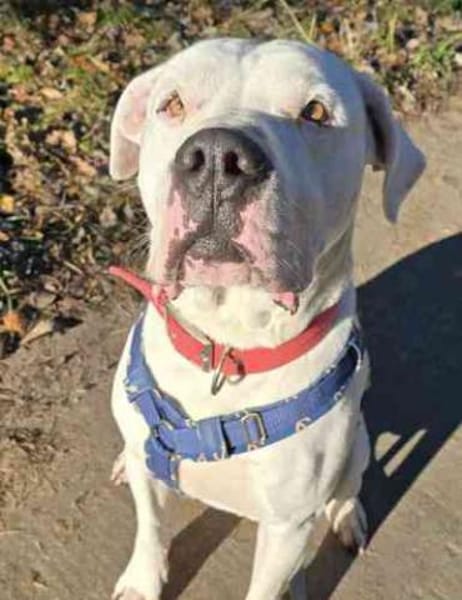 Boo, ein Traumhund su. Zuhause