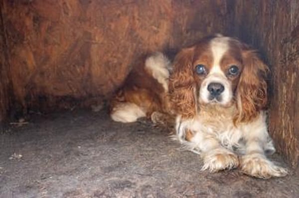 Spanko, schüchterner Cavalier Rüde