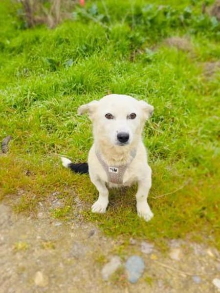 Panda eine liebevolle Hündin