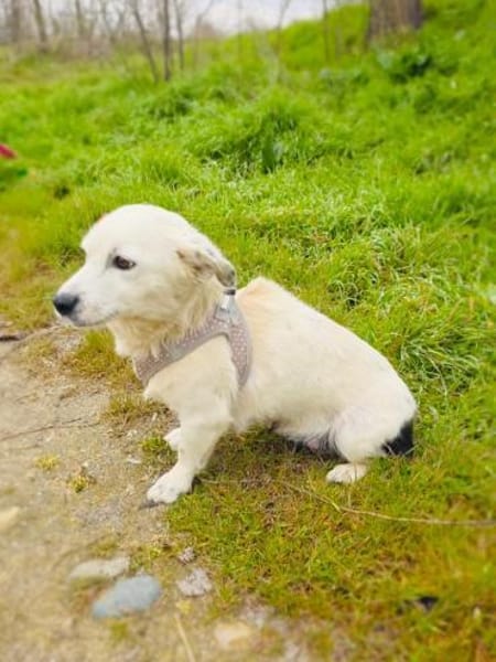 Panda eine liebevolle Hündin