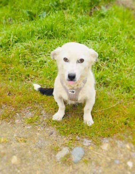 Panda eine liebevolle Hündin