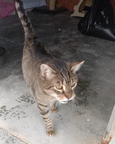 Liebevoller Kater Cádiz