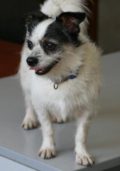 Traumhündin SIMBA ❤ im XS-Format