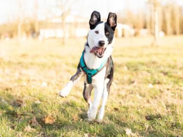 Andur sucht liebe Menschen