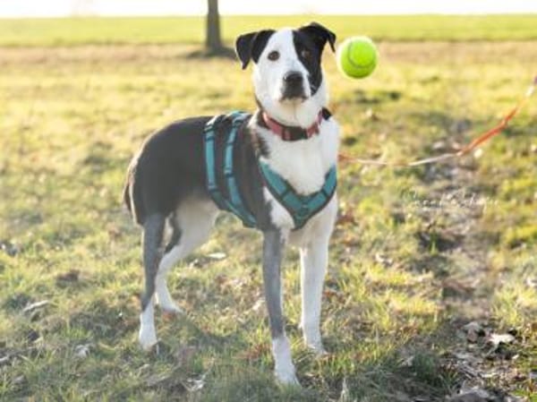 Andur sucht liebe Menschen