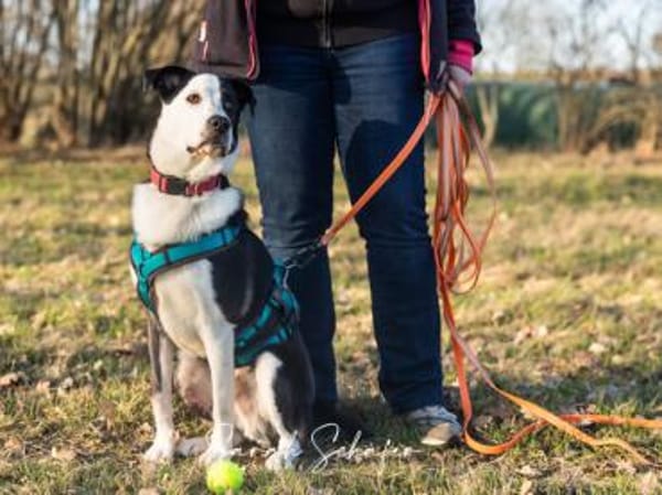 Andur sucht liebe Menschen