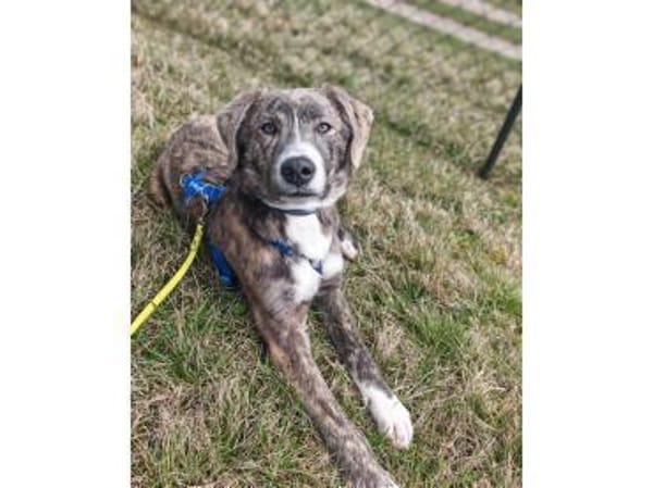 Moritz - wartet in 99310 Arnstadt