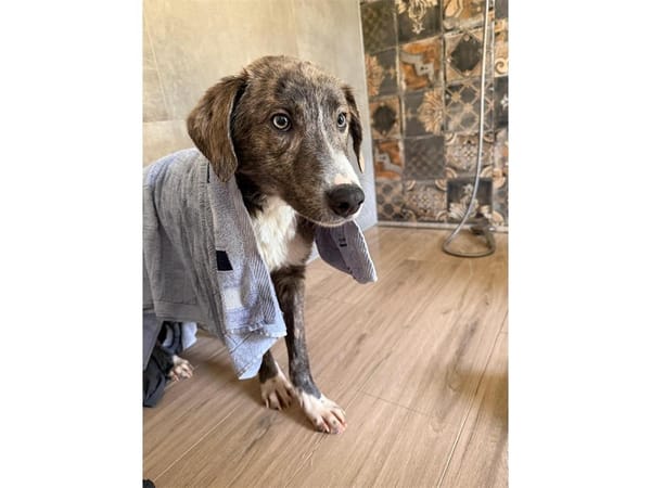 Moritz - wartet in 99310 Arnstadt