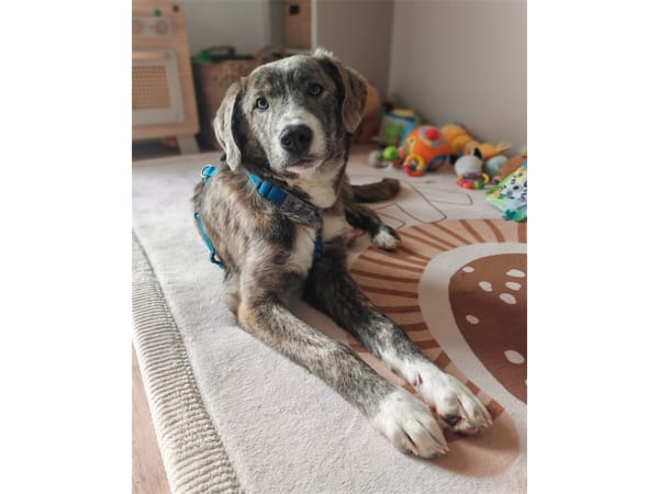 Moritz - wartet in 99310 Arnstadt