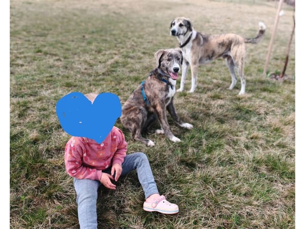 Moritz - wartet in 99310 Arnstadt