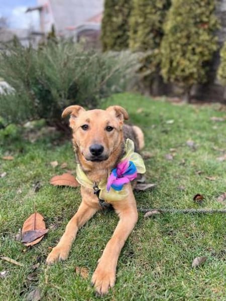 Ellie sucht ihr liebevolles Zuhause