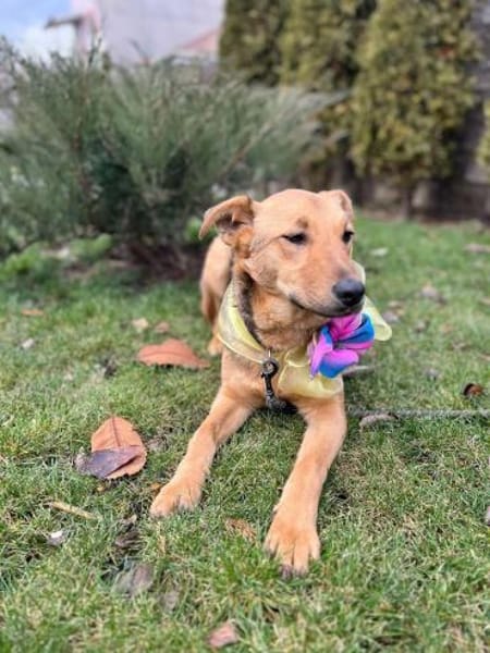 Ellie sucht ihr liebevolles Zuhause