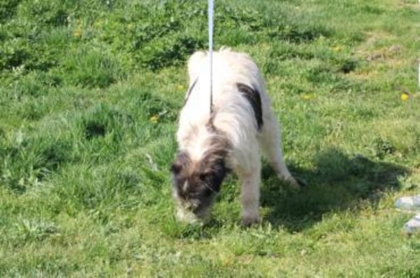 Connor- hübscher Wuschelrüde