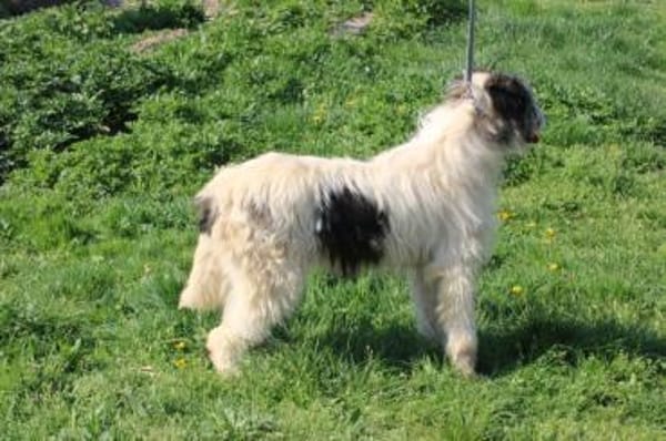 Connor- hübscher Wuschelrüde