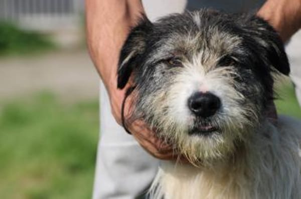 Connor- hübscher Wuschelrüde