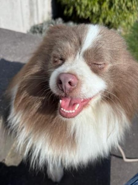 Mufasa freut sich auf einen Hundekumpel