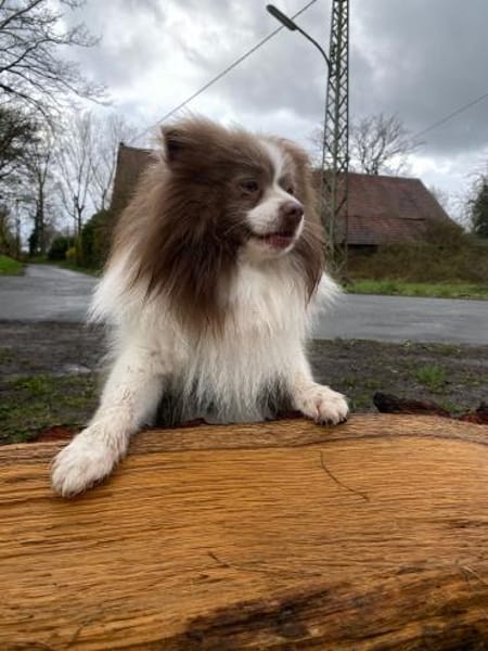 Mufasa freut sich auf einen Hundekumpel