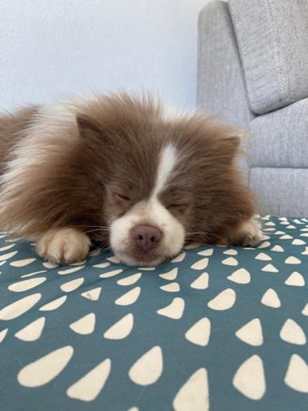 Mufasa freut sich auf einen Hundekumpel