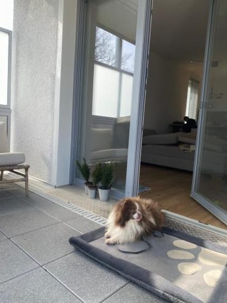 Mufasa freut sich auf einen Hundekumpel