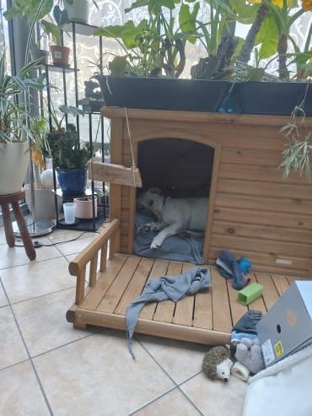 Sala nun Nala sucht neues Zuhause