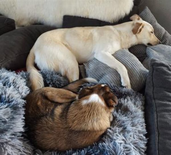 Sala nun Nala sucht neues Zuhause