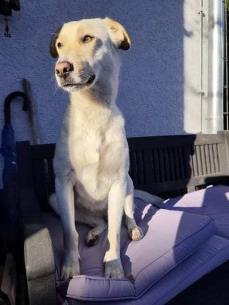 Sala nun Nala sucht neues Zuhause