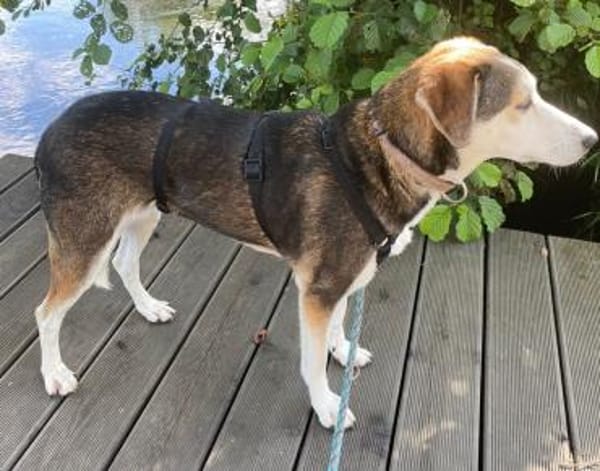 Portia geb. ca. 06/2017, 21220 Seevetal