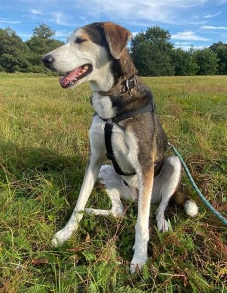 Portia geb. ca. 06/2017, 21220 Seevetal