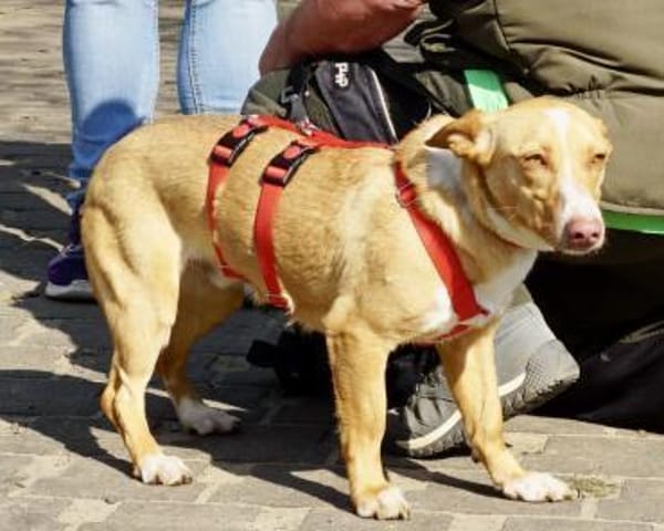 Goofy, verschmust, neugierig, freundlich