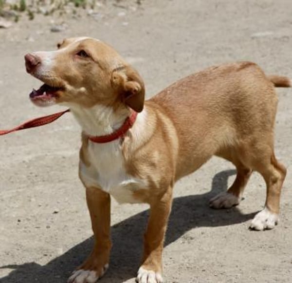 Goofy, verschmust, neugierig, freundlich