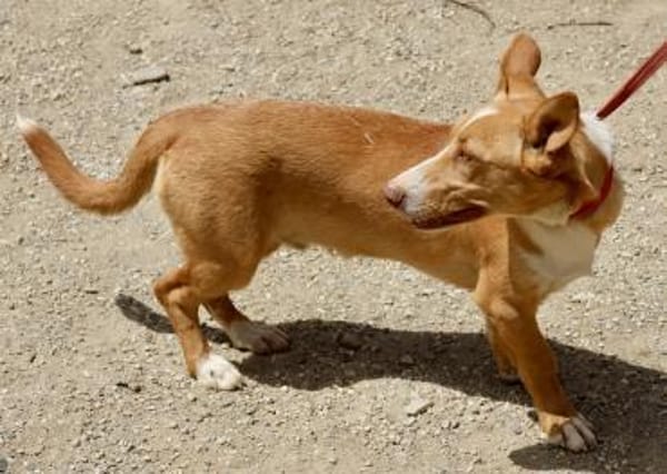 Goofy, verschmust, neugierig, freundlich