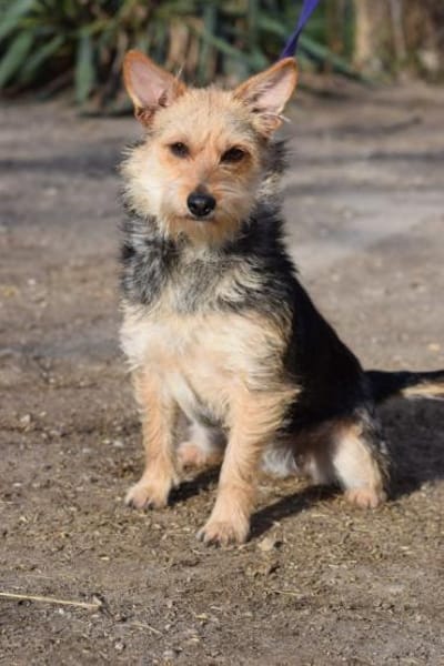 Lucia - lieb & verschmust