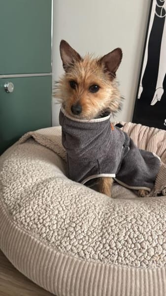 Lucia - lieb & verschmust