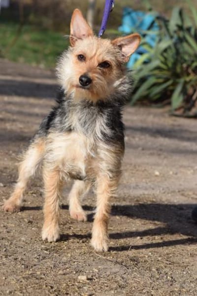 Lucia - lieb & verschmust