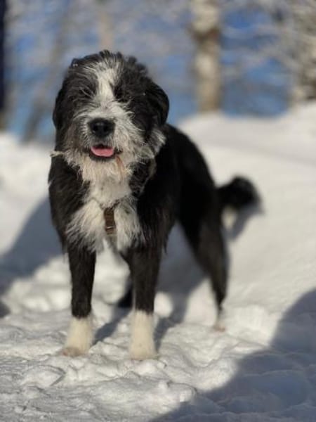 Familienhündin Alice