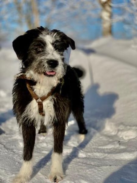 Familienhündin Alice