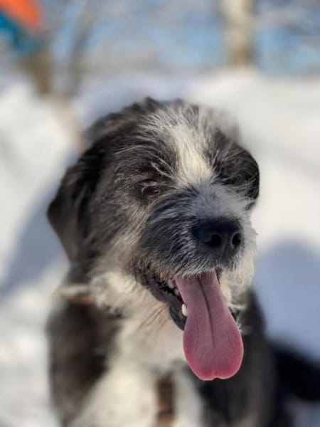 Familienhündin Alice